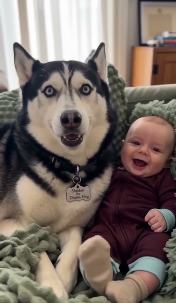#Dogs #fypシ゚viralシ #sheldonthedramaking #husky #viralpost