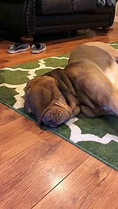 Dog Says, "Do Not Disturb!"