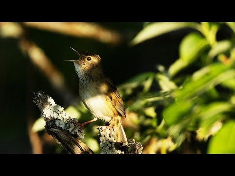 Grasshopper warbler singing