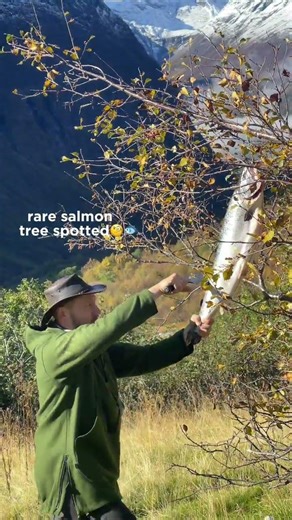 Ah yes, the rare Alaskan Salmon Tree in full bloom. 🐟🌳 #salmon #fish #seafood #outdoorcooking