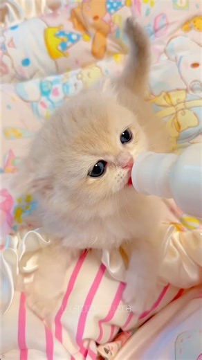 🍼🥰子猫にミルクをあげる時間｜Kitten Milk Feeding Time #cat #kitten #子猫 #cute #asmr