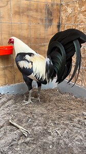 Numeros despreciados 14,19,31,34,50 de la R1F4 del trio estan disponibles a solo 200 pesitos el numero | Spring Valley Farm