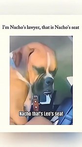 My spirit animal is…well, my pet. 🤣🤜🤲 #bestvideo #videooftheday #fyp | Ariel Tweto