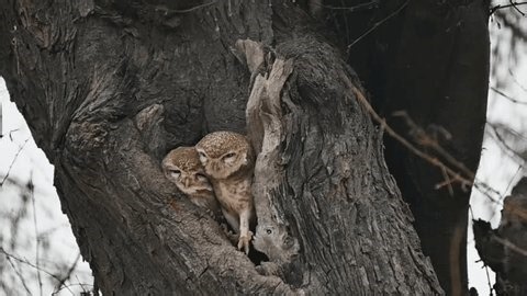 clip-3585699523-spotted-owlet-small-owl-which-breeds-tropical