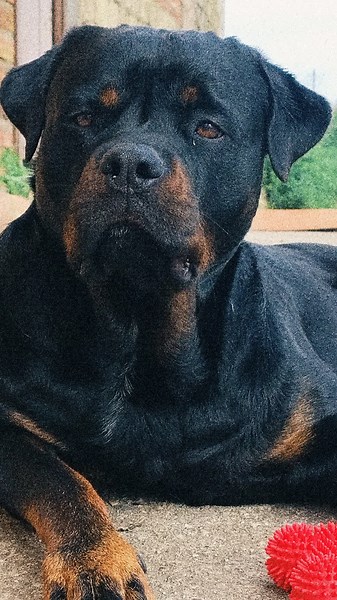 Rotti 🔥 #fy #foryou #viral #viraltiktok #rottweiler