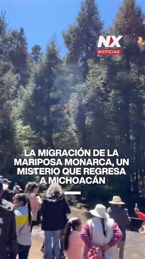 La migración de la mariposa monarca, un misterio que regresa a Michoacán Millones de mariposas monarca llegaron a los bosques de Sierra Chincua, en Michoacán, tras viajar cerca de 4 mil kilómetros desde Canadá para hibernar. Pese al espectacular arribo anual, la monarca permanece en la Lista Roja de especies en riesgo. La pérdida de asclepias, el uso de pesticidas, el cambio climático y la deforestación afectan su migración. Expertos piden reforzar la cooperación entre México, EE. UU. y Canadá p