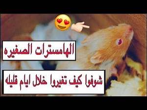 الهامسترات كبرت بسرعه 😍 مراحل نمو الهامستر يوم بيوم | The stages of hamster growth day by day