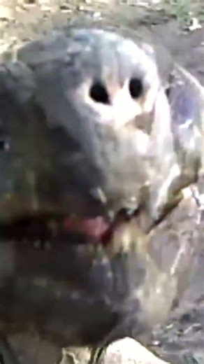 This Giant Tortoise Thought the Camera was a Snack!