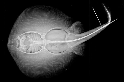 The unique skeleton of Stingrays: A striking X-ray perspective