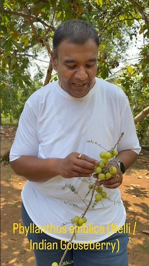 This is Nelli also known as Phyllanthus emblica (Indian Gooseberry)​#cookwiththeeka #ellaspicegarden