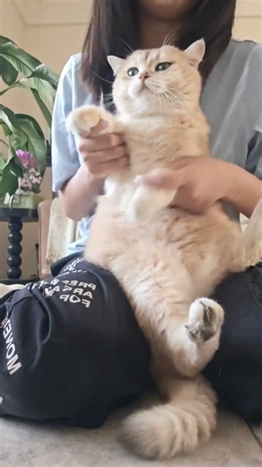 皮皮版蹦蹦跳跳#被迫营业的猫猫 #邓峰家黑妹 #蹦蹦跳跳没烦恼