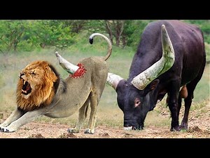 God Gave Strength To Buffalo Leading Herd Rescues His Teammates From Lion Chase - Wild Animal Attack