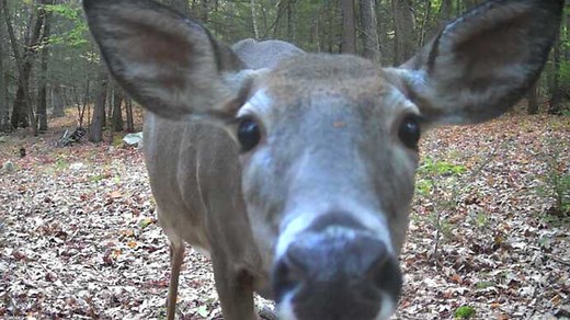 Archery deer hunting season underway in Massachusetts