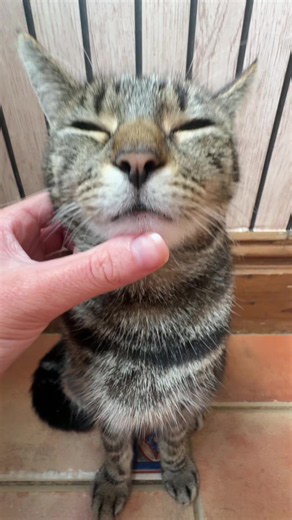 Jolene cat: viral TikTok cat called Jolene