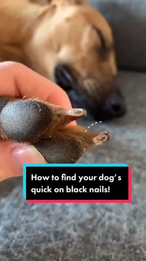 Understanding Dog Paws and Nails: A Quick Guide