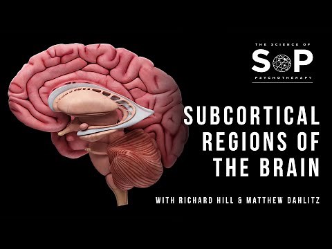 What are the subcortical regions of the brain?