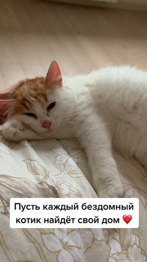 История Мартина. Часть 4 ❤️ #кот #котик #cat #котенок #животные