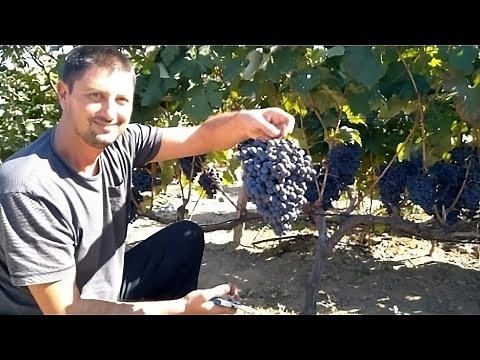 How to Prune and Grow Grapes ; A Complete Garden Growing spur type guide