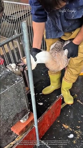 Why Farmers Feed Geese This Way#agriculture #livestocklife #farm #rurallife