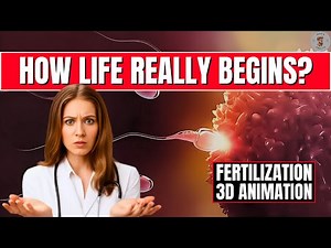 Fertilization: How Human Life Begins (Stunning 3D Animation & Biology Explained)