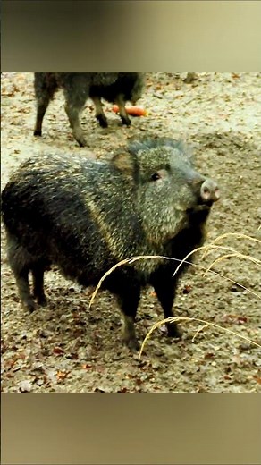 Wild Boar Eating in the Jungle | Amazing Wildlife Moment #naturelovers #amazingwildlife #wildboar