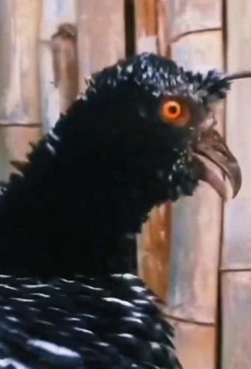 Explore the Amazing Sounds of Wild Nature