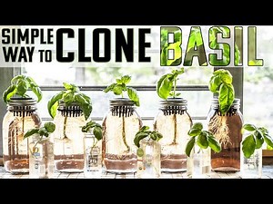 FAST & EASY WAY TO CLONE BASIL | PROPAGATION 101 | HOW TO MULTIPLY BASIL