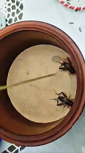 Fight with 2 Insects #insect #amazing #foryou #nonfollowers | Insect Planet