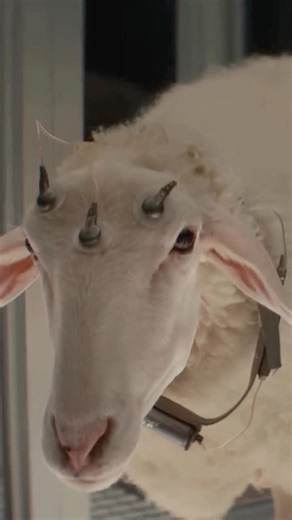 Alien the 8th Passenger on Instagram: "Alien: Earth. OFFICIAL TRAILER. We were safer in space. Premieres August 12 #alien #alienearth #alienseries #inspacenoonecanhearyouscream #scifiseries #scifihorror #spacehorror"