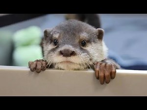 Medicine Animation Ft. Otter Funbot (From Sprunkimals)