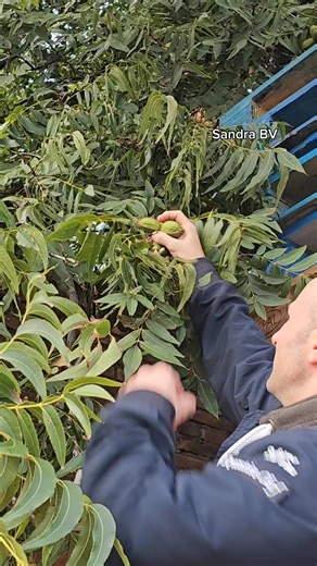 1.1M views · 32K reactions | Pitas and cook na may pasalubong haul. #sandrainitaly #harvesting #pecannuts #cookingvideo #hauling #minivlog #minihaul | Sandra BV | Facebook