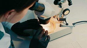 Female microbiologist looking for bacteria under a microscope. A researcher examines a variety of bacteria in the soil using a microscope.
