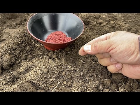 How to grow radishes: How to make ridges and cultivate them without straining your back
