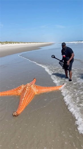 Giant Starfish Cooked on the Beach | Orange Crush Tybee Island 🌊🔥