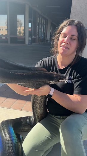 My love is such a beautiful python! She shines just like a rainbow! 🌈🙌🏻🐍 #rainbow #snake #giant #awesome #reptile #zoo #shorts #tiktok #cool #video #python #reticulated