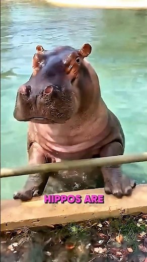 Why Hippos Can’t Actually Swim… Even Though They Live in Water! 🦛😳 #shorts