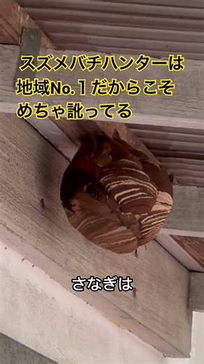 [Local Expert] The #1 Hornet Hunter with a Thick Regional Accent 🐝 #Hornet #bee #MiyagiPrefecture