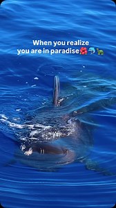Dreaming of living in paradise?🏝️Make it a reality with Dolphins and You in Hawaii! Embark on an unforgettable adventure featuring dolphins watching🐬, turtle snorkeling🐢, and ocean activities including the water slides! We also provide authentic Hawaiian entertainment🌺 like live hula performance. 📣 Join us for a day of excitement, culture, and natural beauty that you’ll cherish forever.🩵 ✨Book your adventure today and turn your paradise dreams into reality!✨ #oahu #waikiki #oahutour #dolph