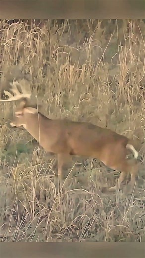 Perfect Shot on a Beautiful Deer | Epic Hunting Moment #archary #huntingwear #hunters#huntin #hunte
