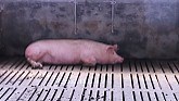 Breeding Millions of Modern Pigs - Automatic Pig Farm Management System