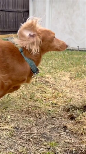 Wait up for the camera lol 🐶❤️‍🔥🐾😁