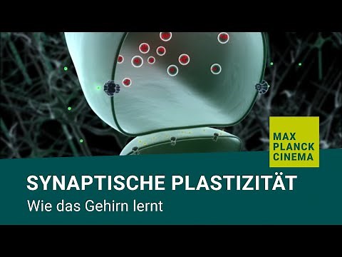 Synaptische Plastizität - wie das Gehirn lernt