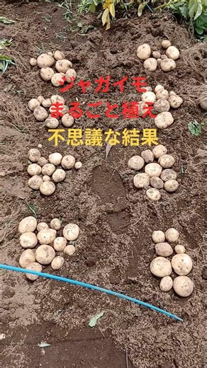 大量収穫のコツはこれ！ジャガイモ！家庭菜園