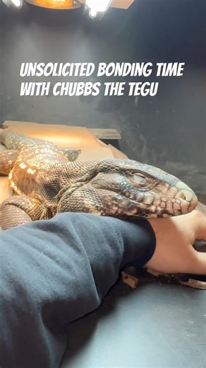 Bonding with Chubbs the tegu #tegu #reptiles #exoticpets #lizard #tegus