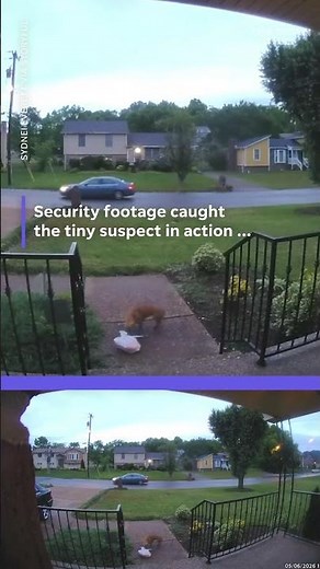 Tiny dog shamelessly steals Uber Eats order off front porch