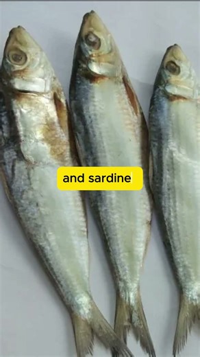 What Do Dolphins Really Eat | what do dolphins eat.