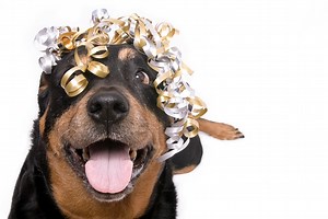 Funny zoom video backgrounds