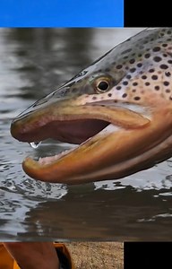 If you missed our recent YouTube feature video "Big Brown Trout, Tiny Spring Creek" at this link https://youtu.be/s2WxIRXM51A - here's Amelia's big moment. These moments don't happen without solid communication and the two of us working in sync. This was a stunner on an old favorite creek - and the full video is fun! ♥️🥳😍😎 | Jensen Fly Fishing