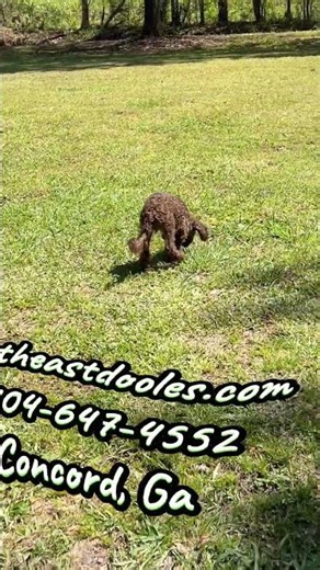 Tip Toe Male Cockapoo Potty Training