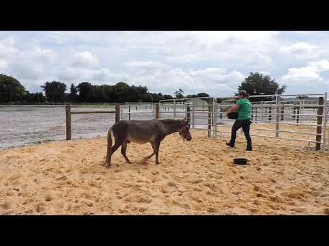 Mini Mule Training
